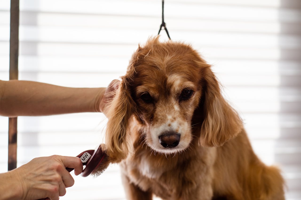 How to Reduce Dog Shedding Fast