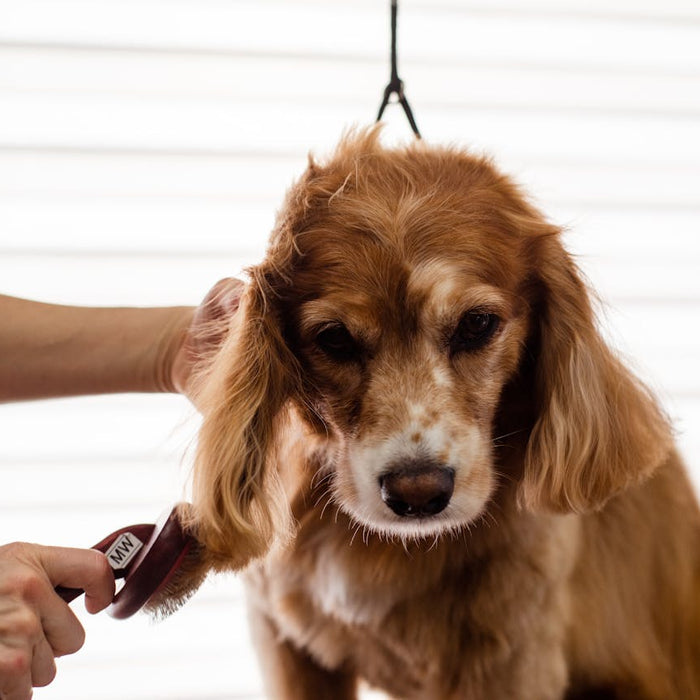 How to Reduce Dog Shedding Fast