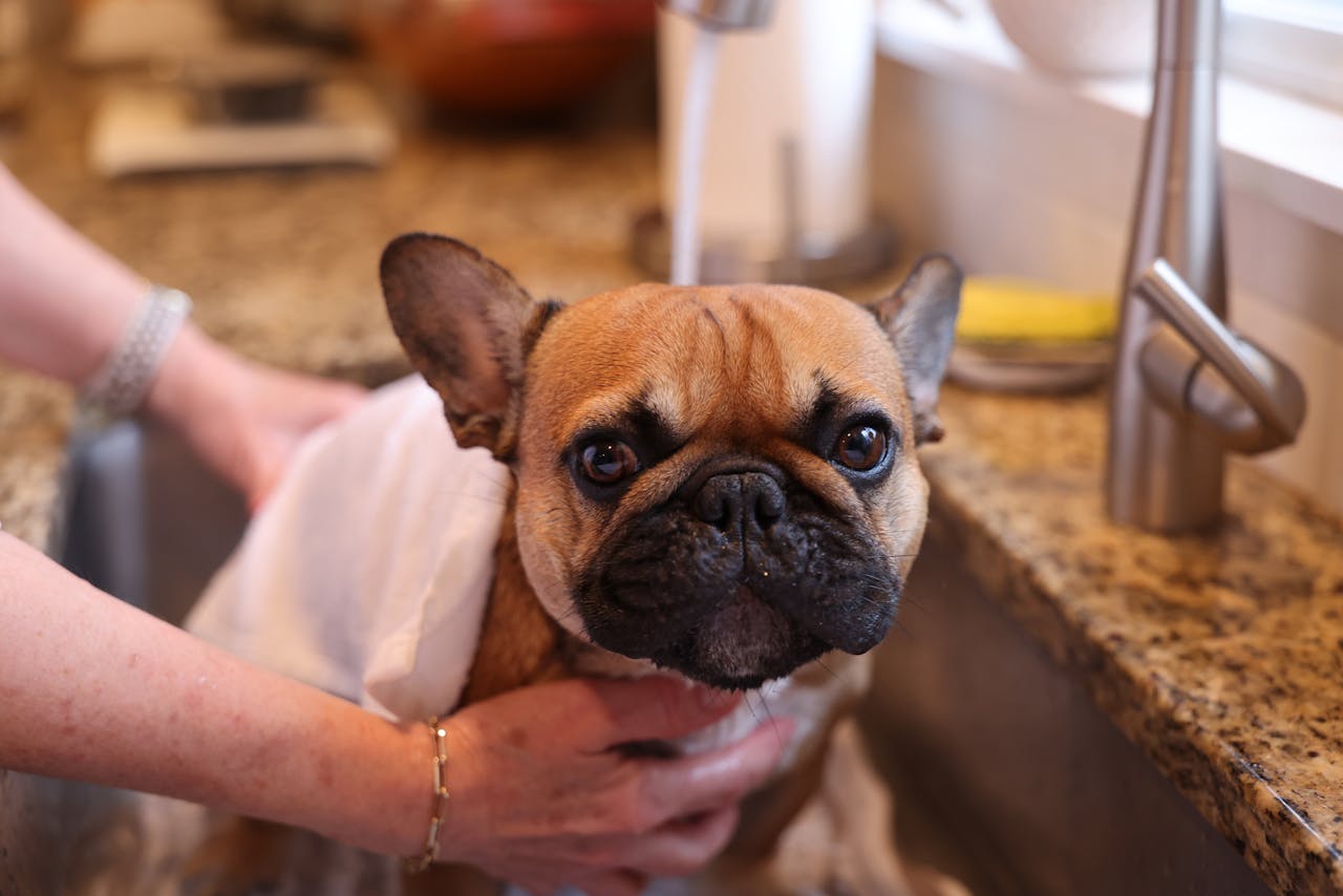 The Complete Beginner’s Guide to Home Dog Grooming
