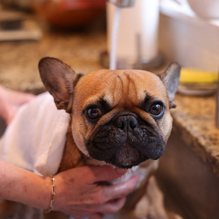 The Complete Beginner’s Guide to Home Dog Grooming