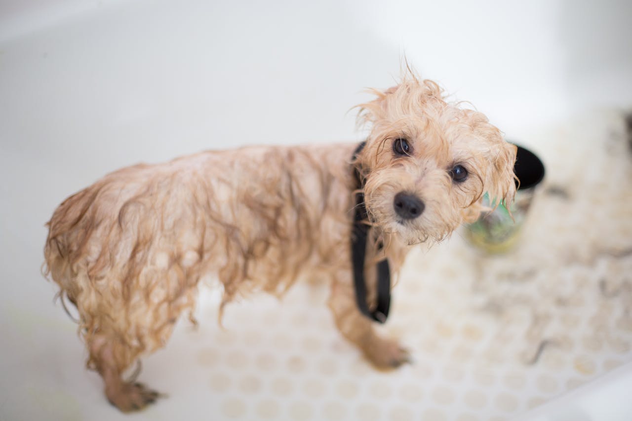 How Often Should You Groom Your Dog? A Practical Guide to Dog Grooming Frequency