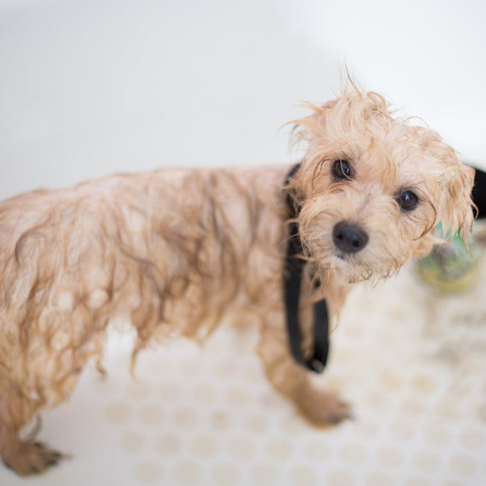 How Often Should You Groom Your Dog? A Practical Guide to Dog Grooming Frequency