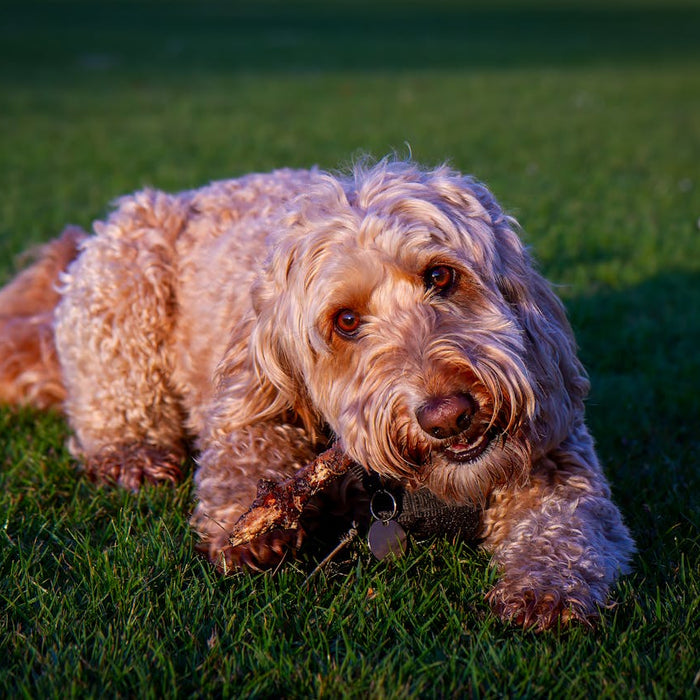 Doodle Grooming Guide: How to Groom a Doodle at Home Without the Matting