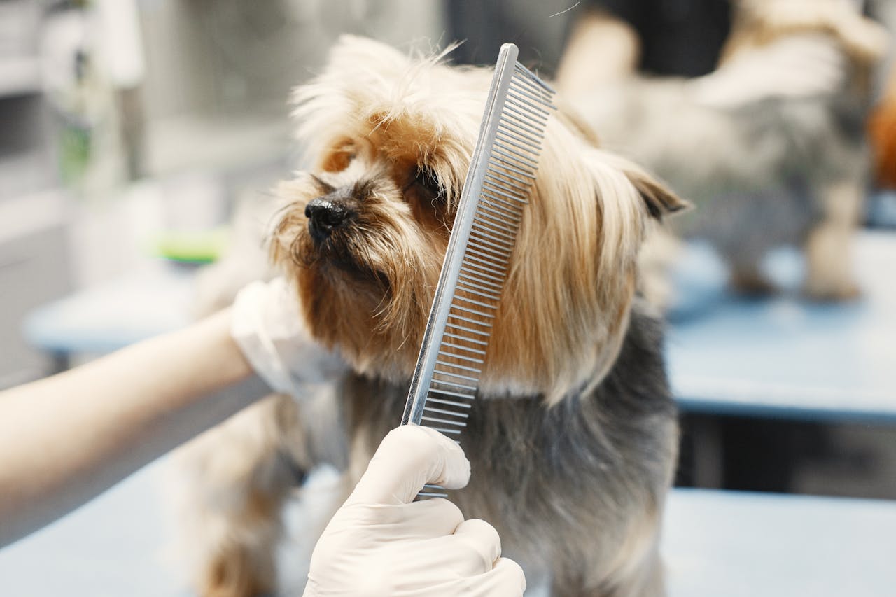 How to Keep a Calm Dog During Grooming