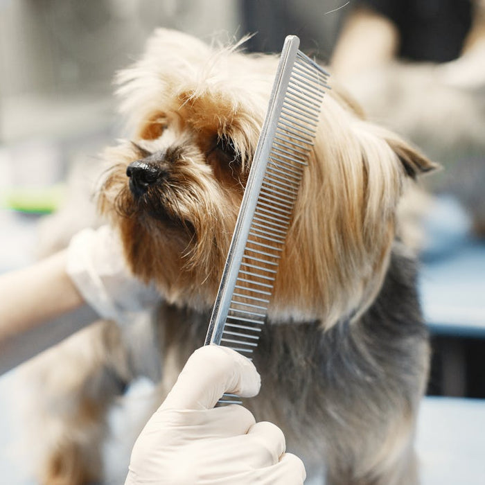 How to Keep a Calm Dog During Grooming