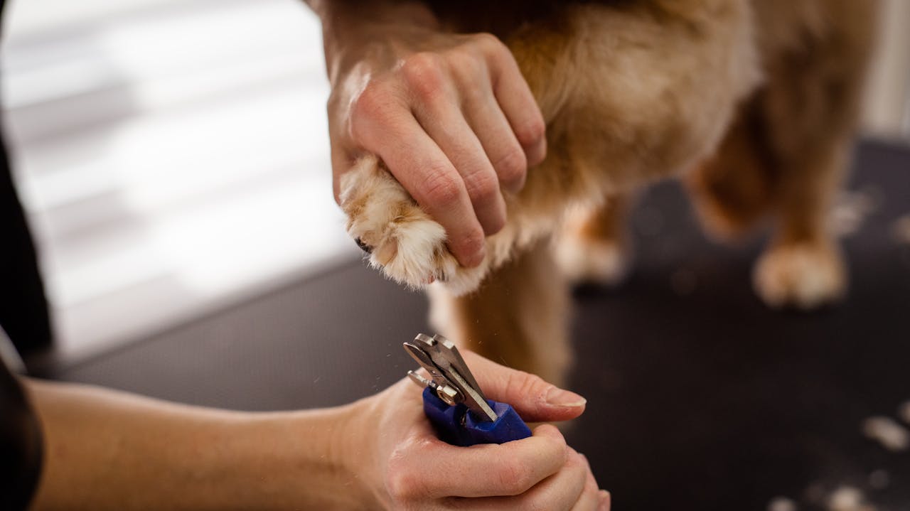 Dog Nail Trimming Tips for Nervous Pups