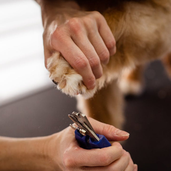 Dog Nail Trimming Tips for Nervous Pups