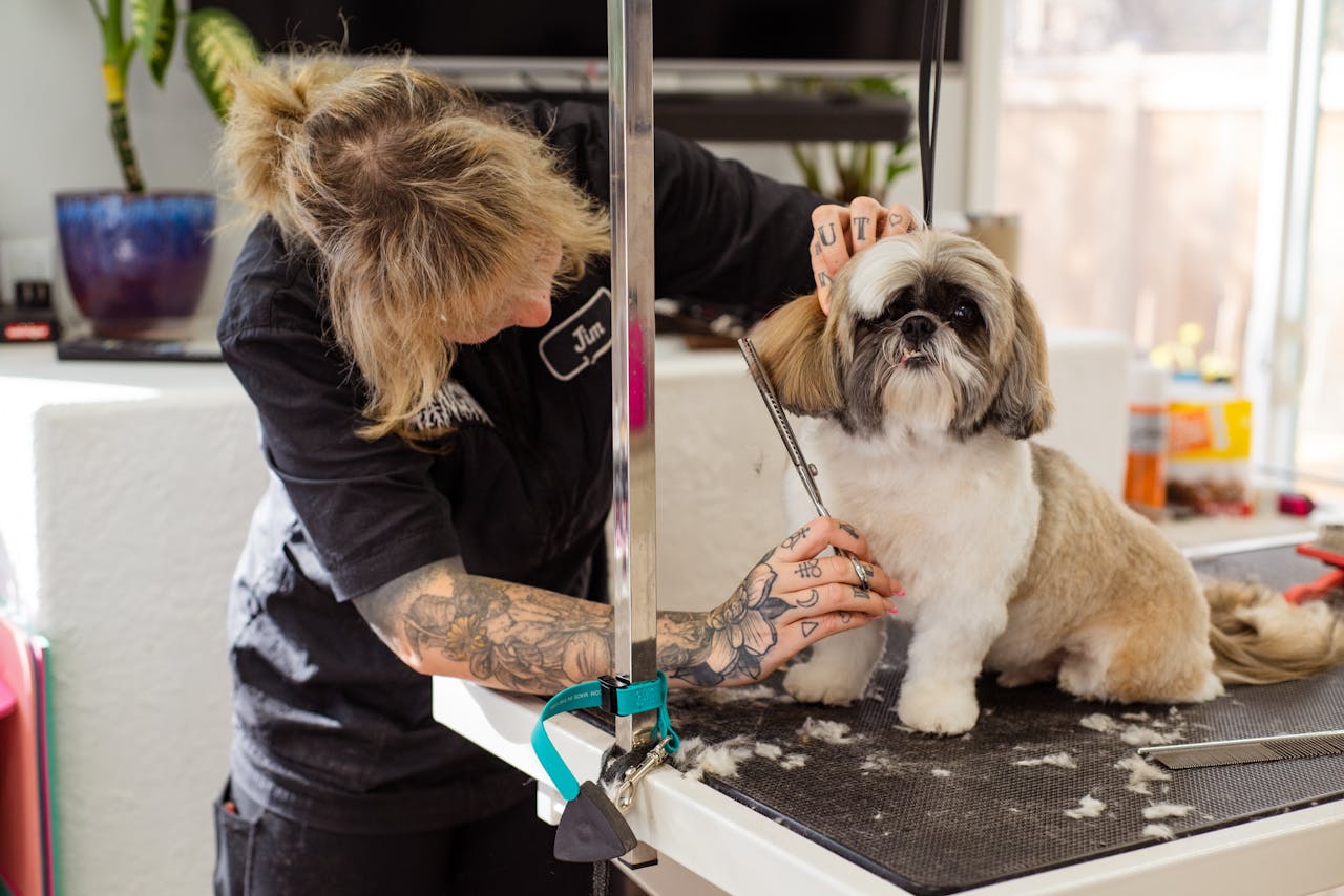 Senior Dog Grooming: A Gentle, Safe Routine Your Older Dog Will Actually Enjoy