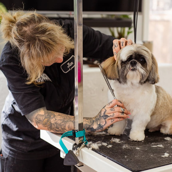 Senior Dog Grooming: A Gentle, Safe Routine Your Older Dog Will Actually Enjoy