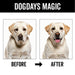 DOGDAYS Dog Deodorizing Spray - - by PRIDE+GROOM