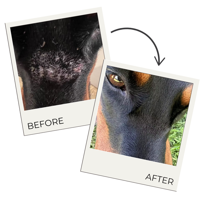 Hair Regrowth Spray for Dogs & Horses - - by The Hoof & Paw Co.