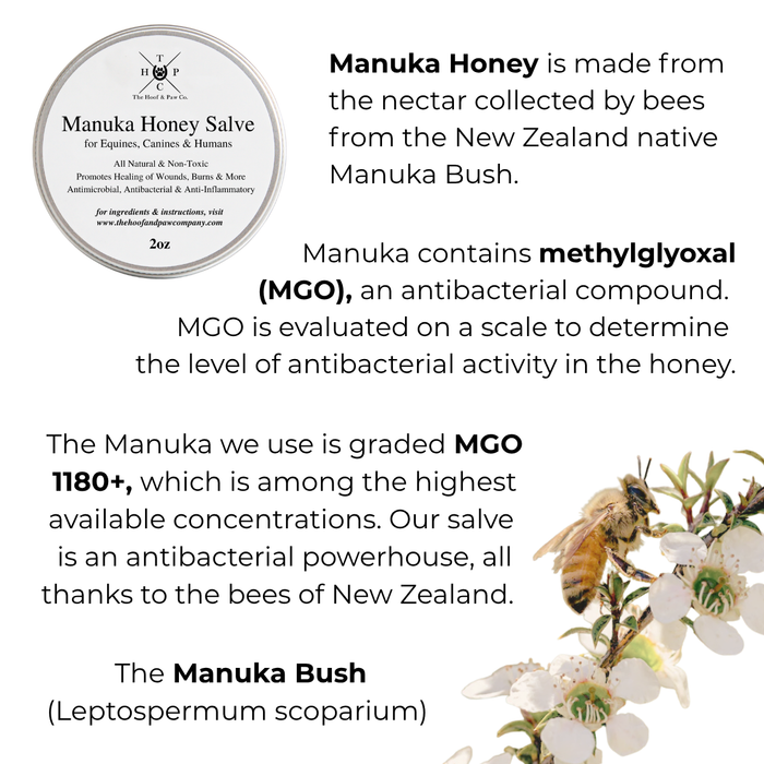 Manuka Honey Salve for Dogs, Horses & Humans - - by The Hoof & Paw Co.