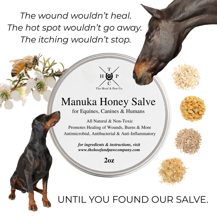 Manuka Honey Salve for Dogs, Horses & Humans - - by The Hoof & Paw Co.