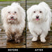THE NON SHEDDER Dog Shampoo - - The No-Shed by PRIDE+GROOM