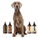THE WASH SAMPLE PACK — Try PRIDE+GROOM's Best-Selling Dog Shampoos & Conditioner - - by PRIDE+GROOM